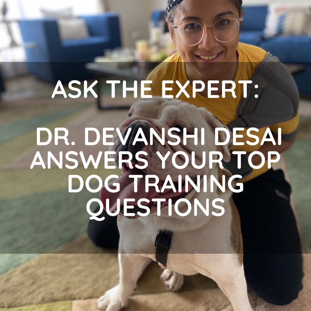 Ask the expert: 17 top dog training questions answered by a dog trainer