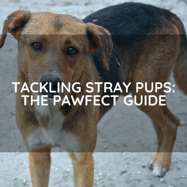 Tackling Stray Pups: The Pawfect Guide