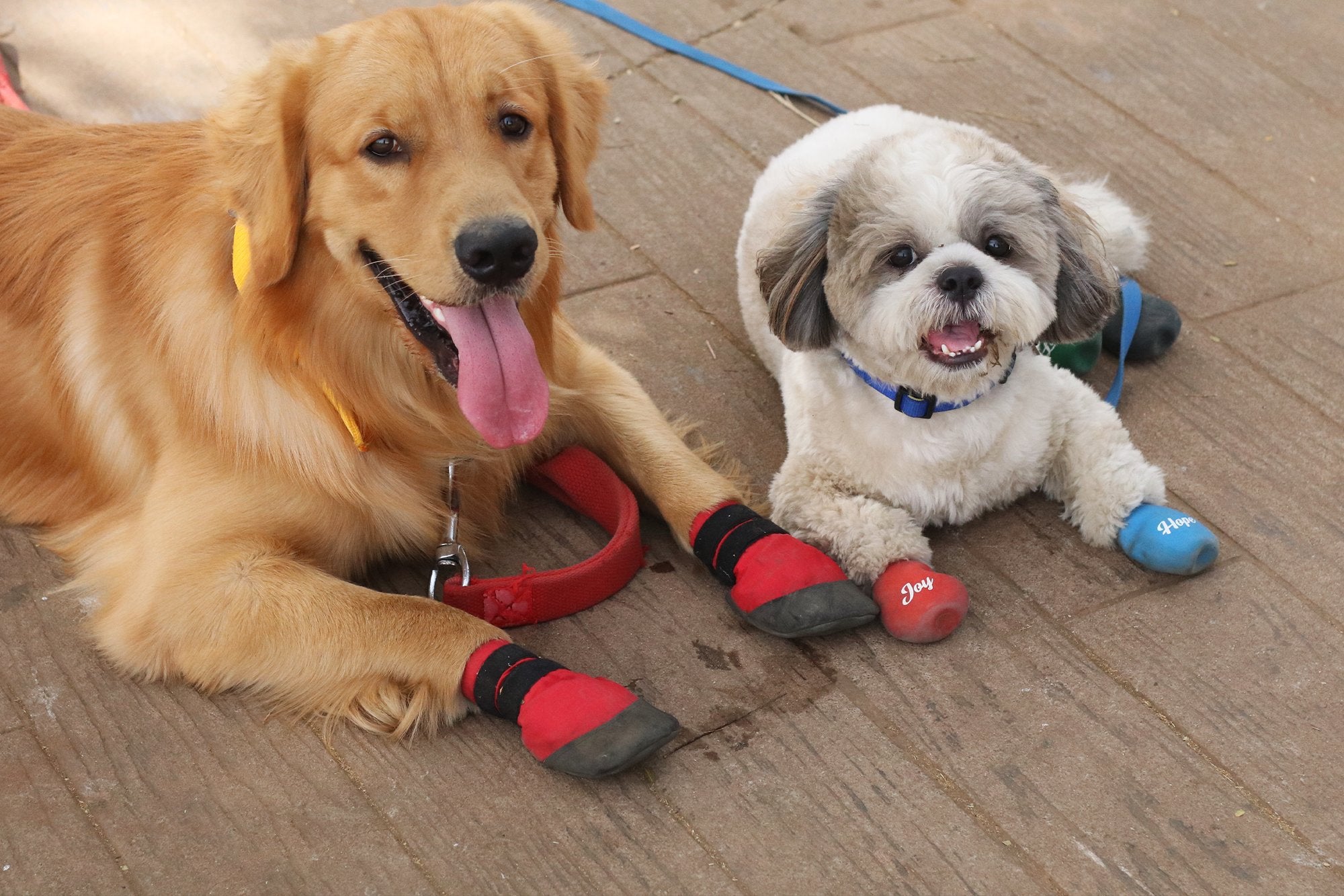 Golden Retriever shoes, Shihtzu wearing dog boots