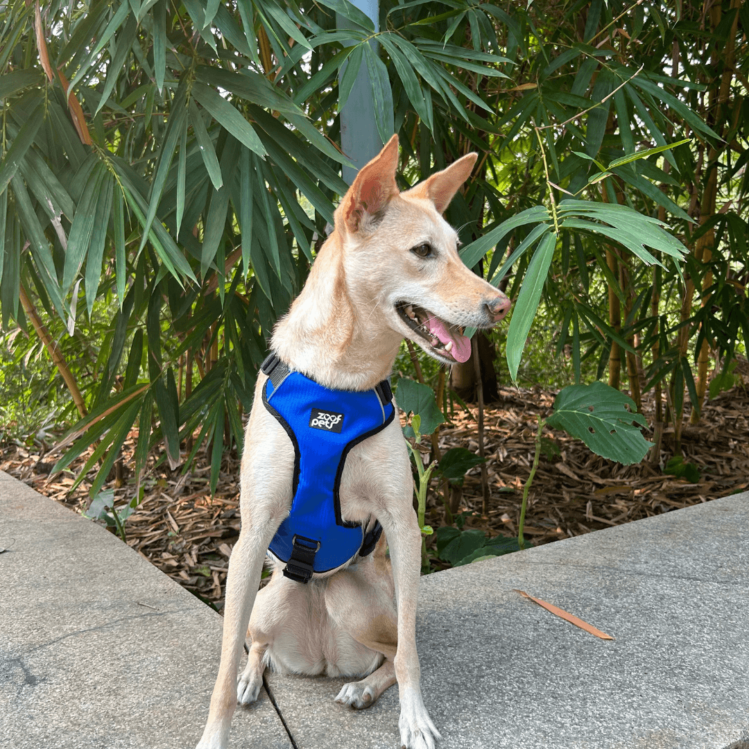 Best dog harness in India