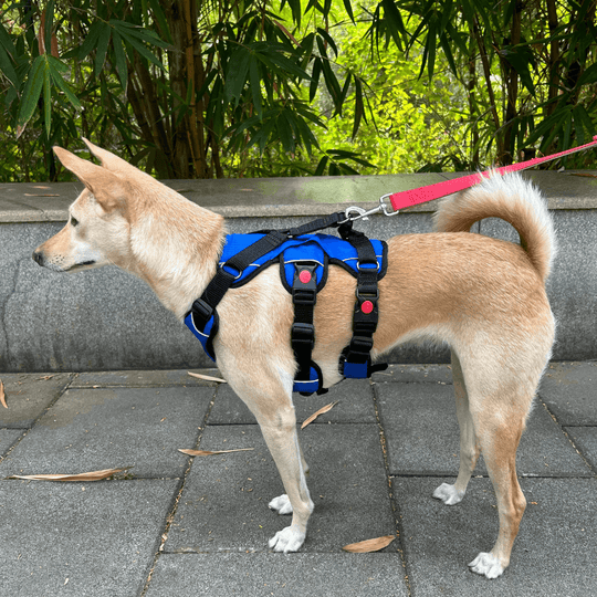 Blue Escape proof harness