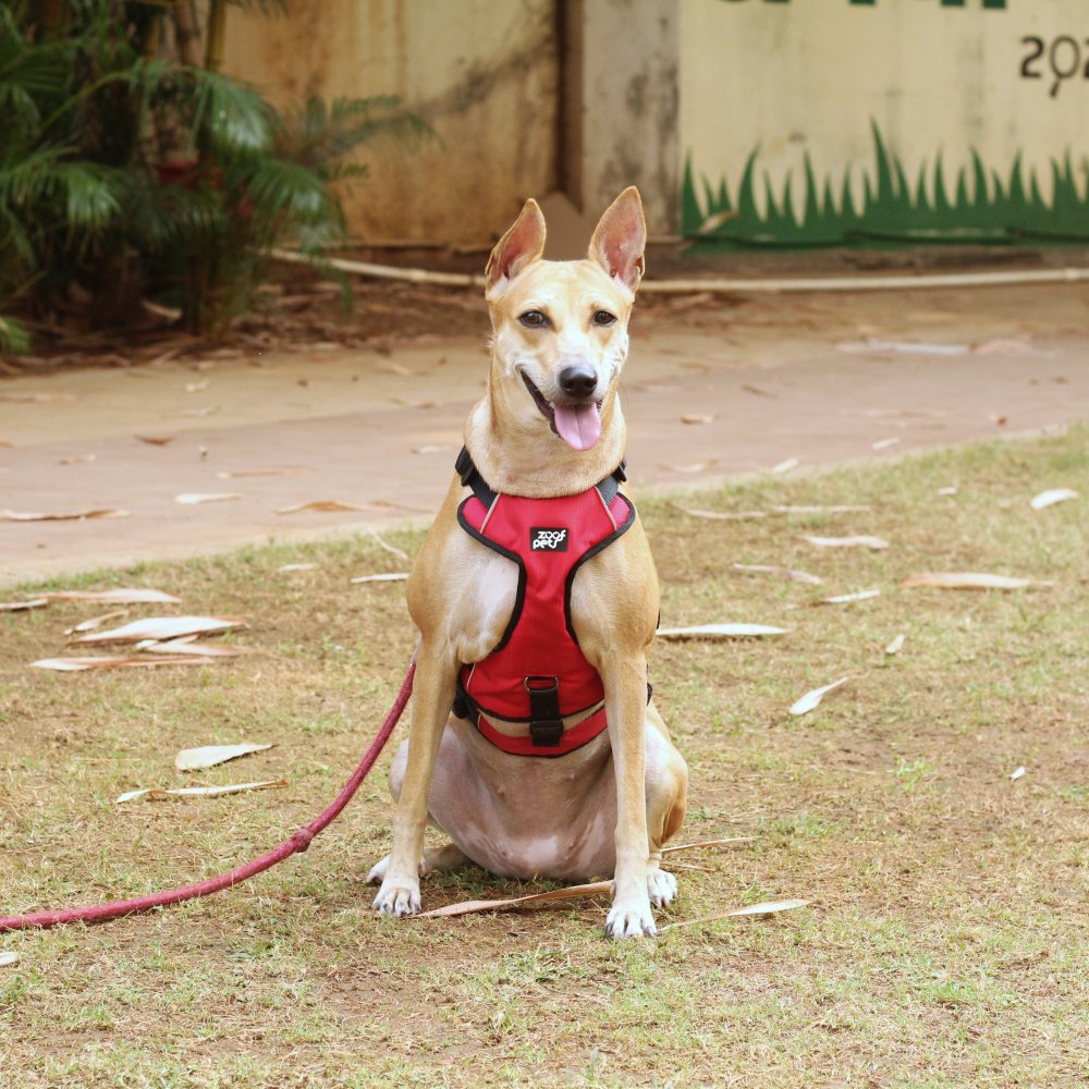 Zoof Escape Proof Dog Harness