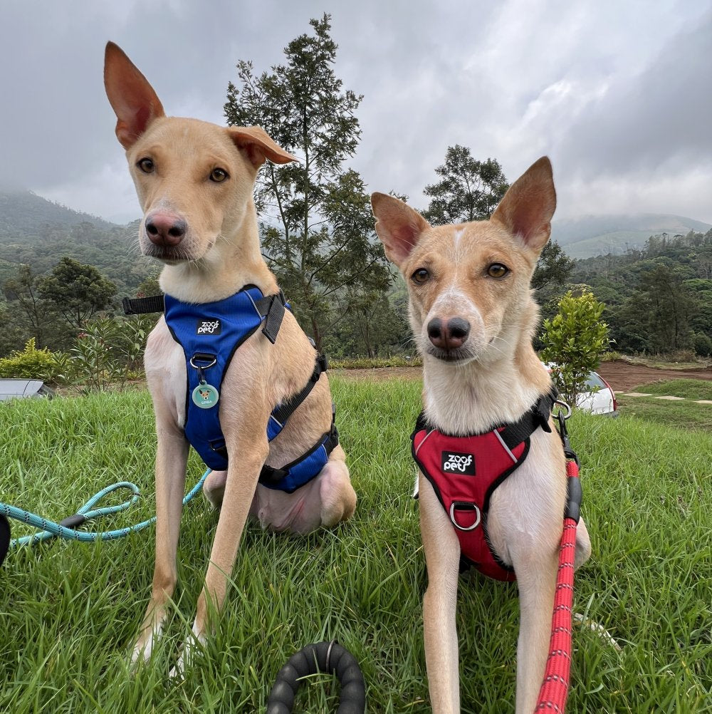 Zoof Escape Proof Dog Harness
