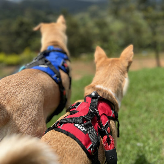 Zoof Escape Proof Dog Harness
