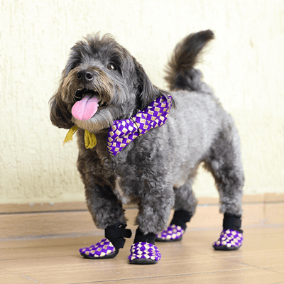 purple dog jootis