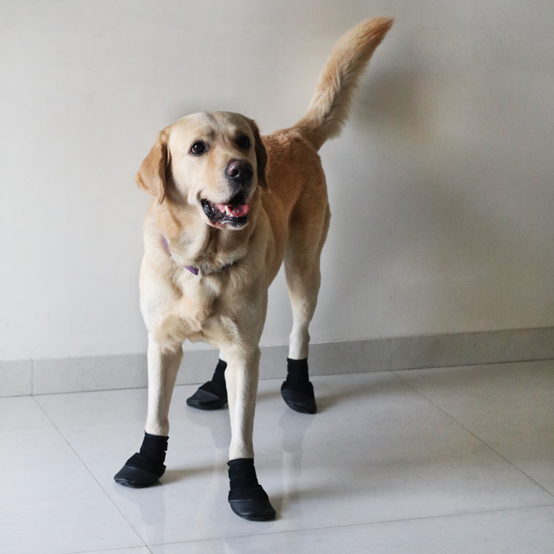 Buy Indoor Shoes for Dogs - Zoof Grips - Anti Slip Dog Shoes – Zoof Pets