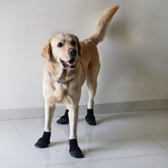 Dog shoes 2025 for indoor traction