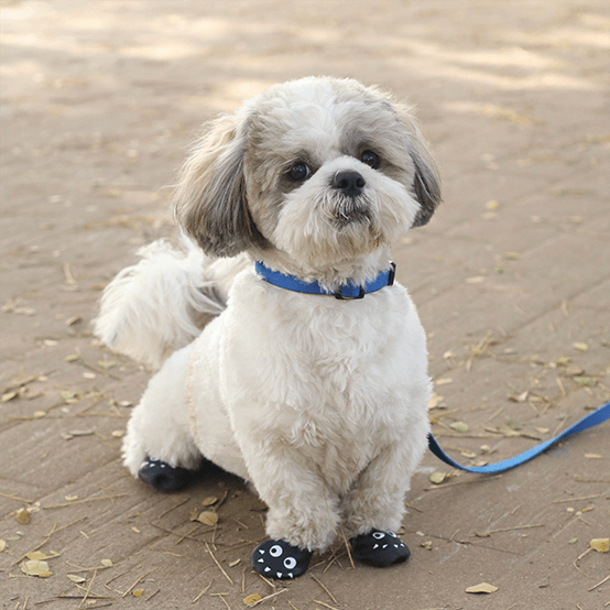 Shih tzu shoes best sale