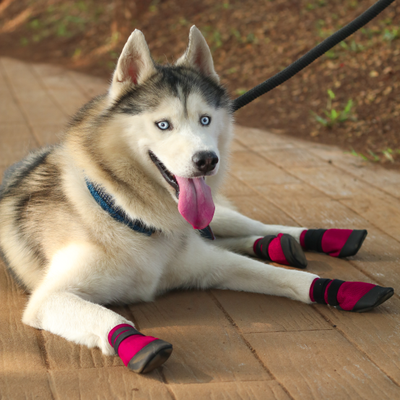 Husky in breathable shoes