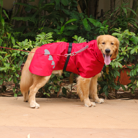 Raincoat online golden retriever