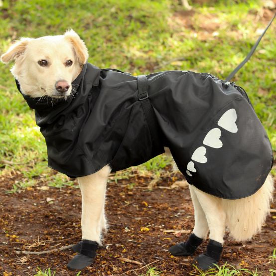 Best Dog Raincoat in India