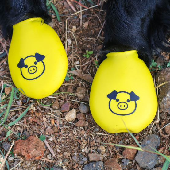 Cute dog boots for walks