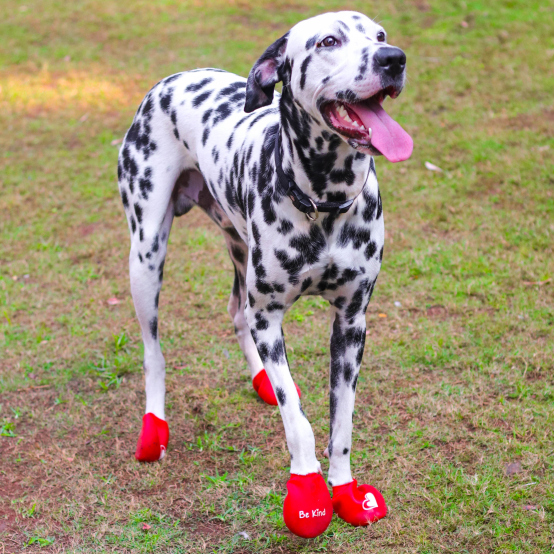 Dalmatian waterproof boots