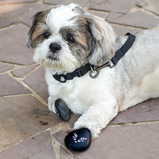 Shihtzu in dog boots