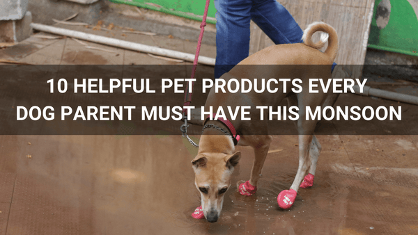 10 Helpful Pet Products Every Dog Parent Must Have This Monsoon