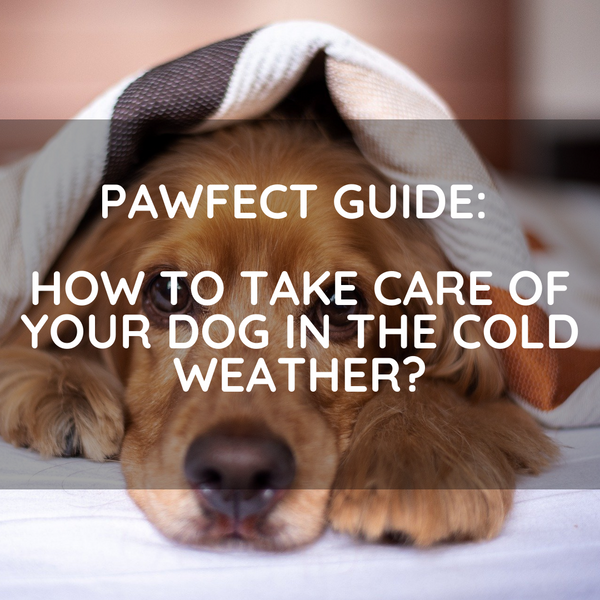 Pawfect Guide: How to take care of your dog in the cold weather?