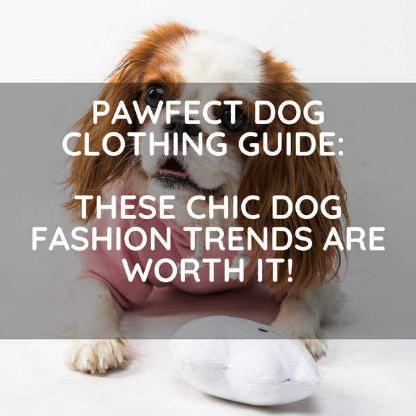 Pawfect Dog Clothing Guide: These Chic Dog Fashion Trends are Worth It
