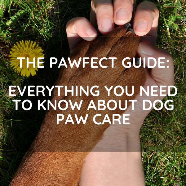 The Pawfect Guide: Everything You Need To Know About Dog Paw Care