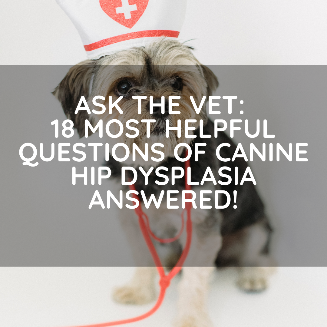 Ask the Vet: 18 most helpful questions of Dog Hip Dysplasia answered! Info