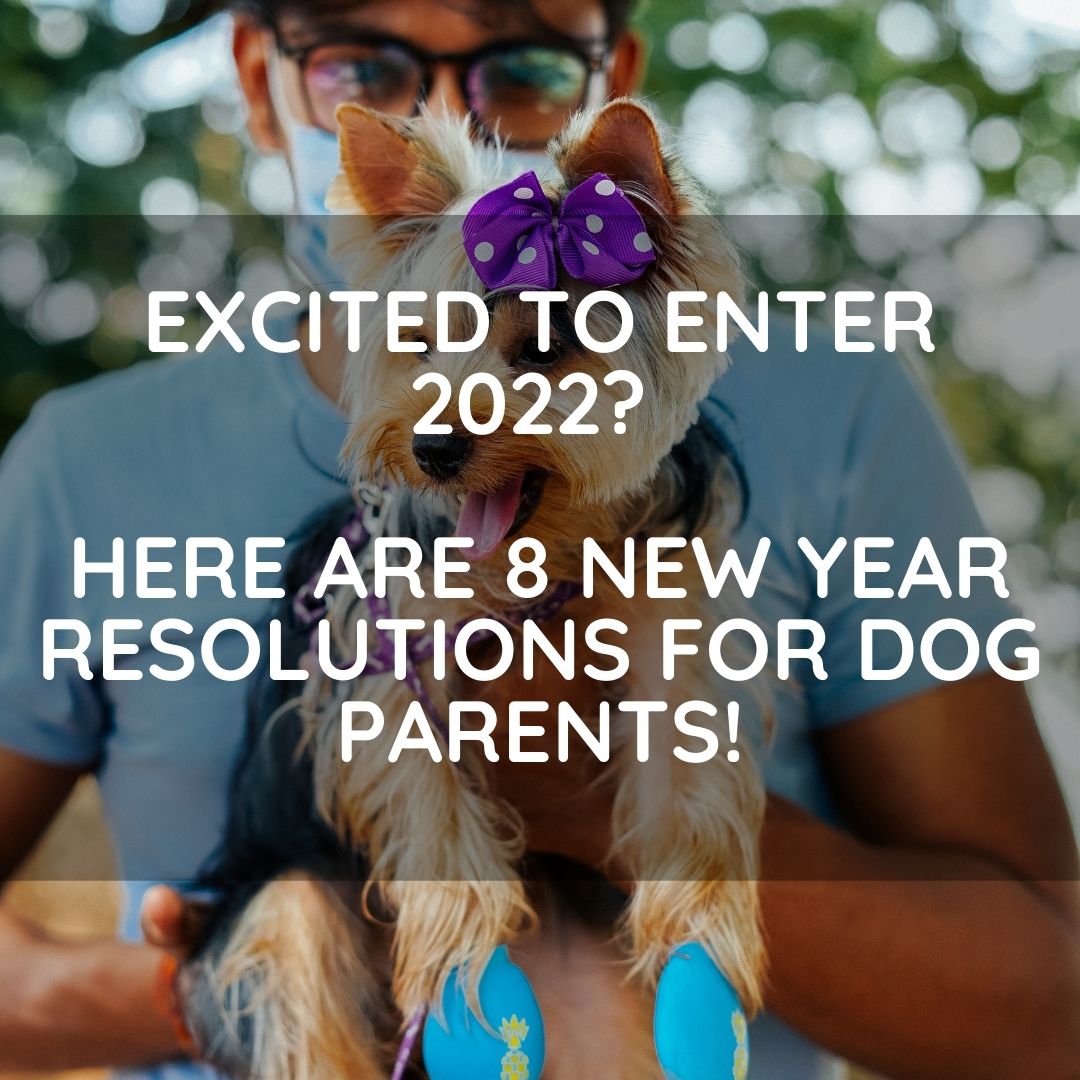 Excited to enter 2022? Here are 8 new year resolutions for dog parents!