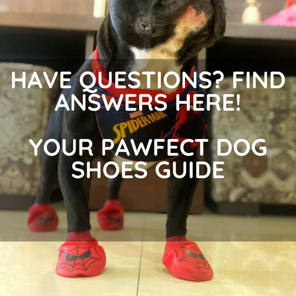 Have Questions? Find Answers Here!  Your Pawfect Guide to Dog Shoes
