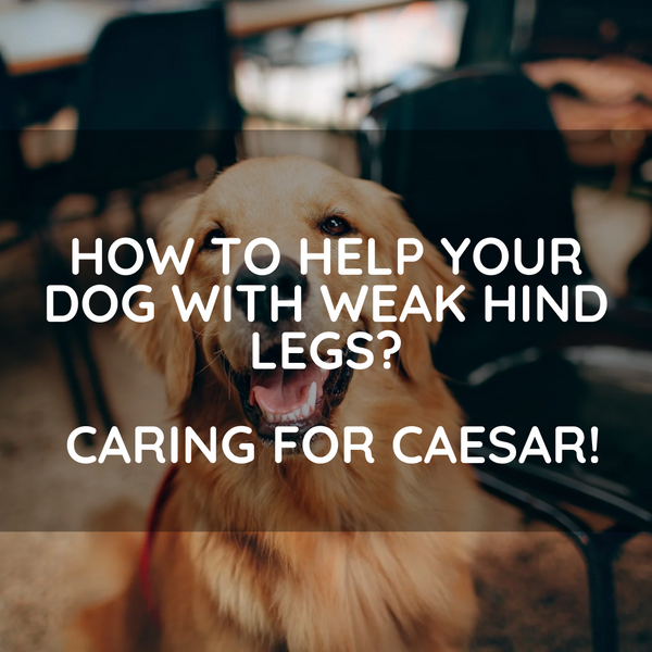 How to help your dog with weak hind legs? Caring for Caesar !