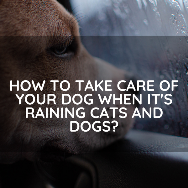 How to take care of your dog when it's raining cats and dogs?
