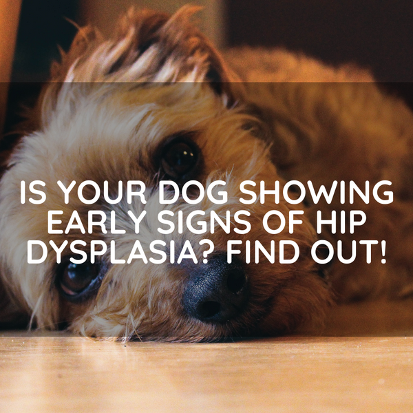 Is your dog showing early signs of Hip Dysplasia? Find out!