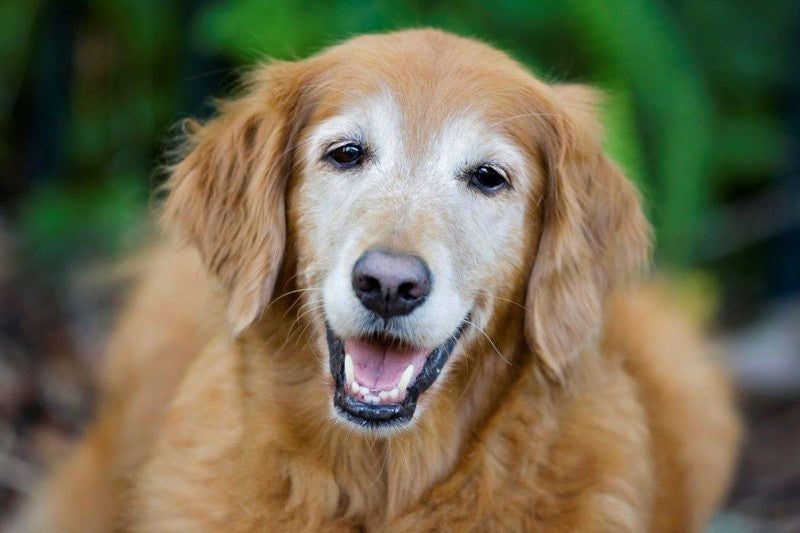 How To Make Your Senior Dog Feel Better Every Day