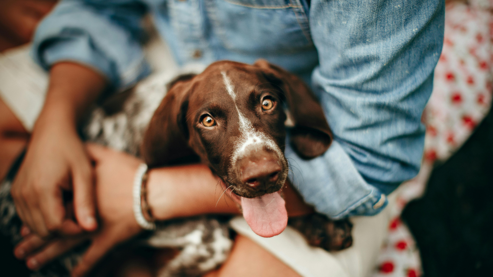 What Are the Best Ways to Prevent and Treat Arthritis in Dogs?