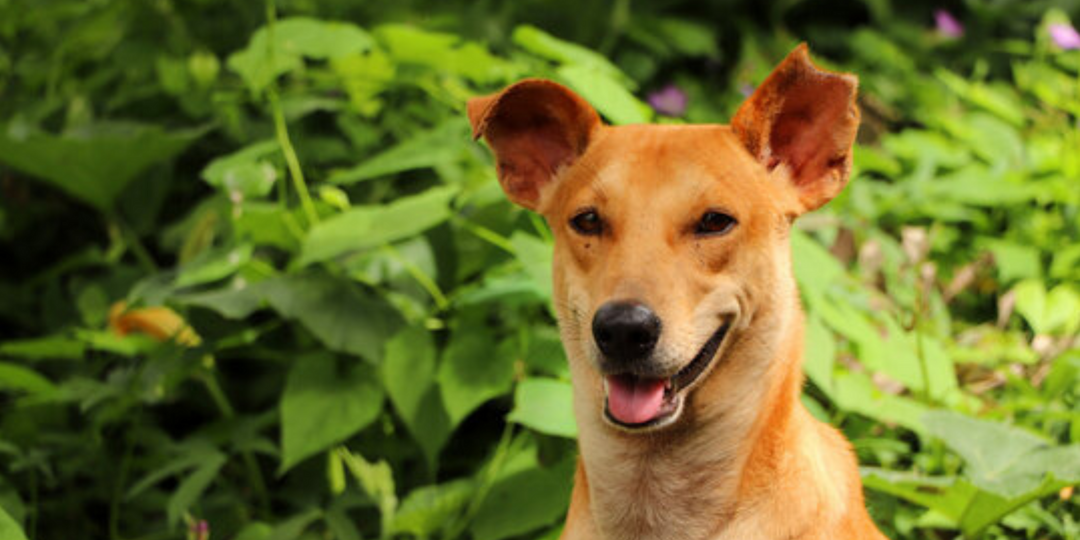 Top Dog Physical Therapy Related Questions Answered