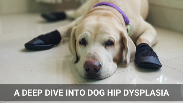 A Deep Dive Into Dog Hip Dysplasia