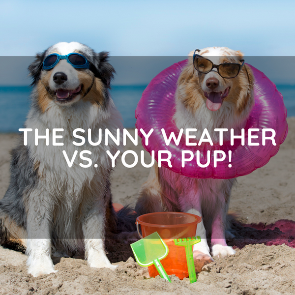 The Sunny Weather Vs. Your Pup!