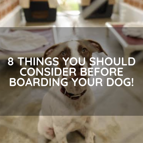 8 Things You Should Consider Before Boarding Your Dog!