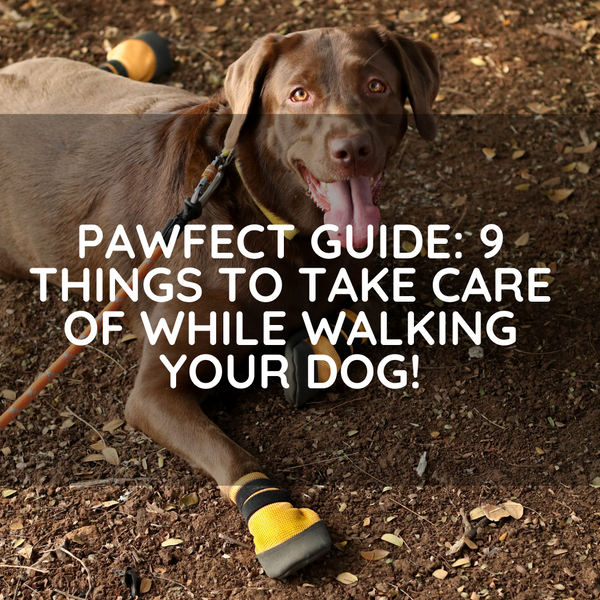 Pawfect Guide: 9 Things To Take Care Of While Walking Your Dog!
