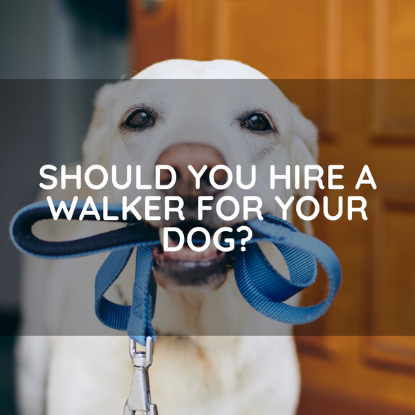 Should You Hire A Walker For Your Dog?