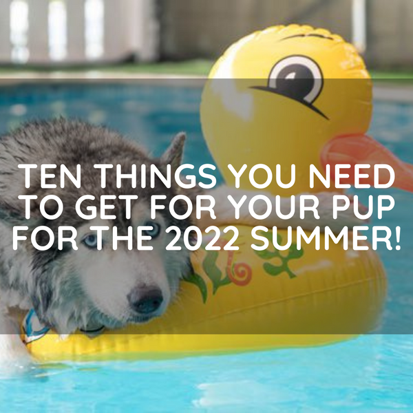 Ten Things You Need To Get For Your Pup For The 2023 Summer!