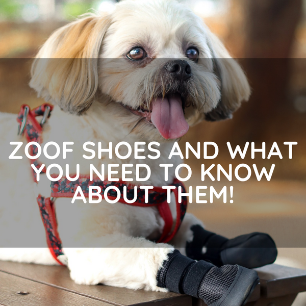 Zoof Shoes And What You Need To Know About Them!