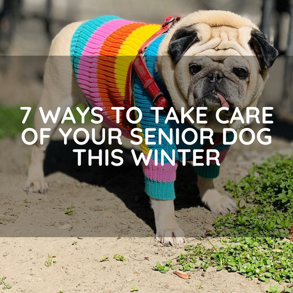 7 Ways To Care Of Your Senior Dog This Winter