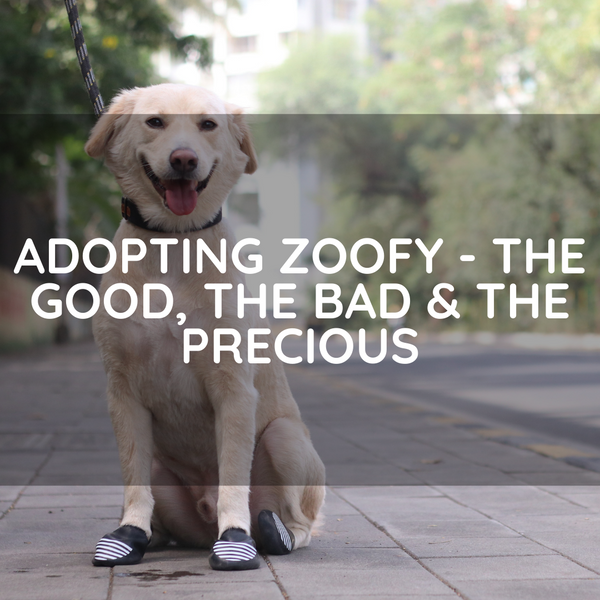 Adopting Zoofy - The Good, The Bad & The Precious