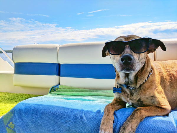 Pawfect Guide: 12 helpful tips to safely travel with your dog