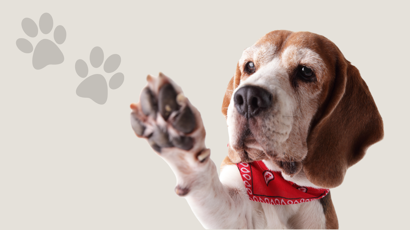 Why Your Dog Needs a Paw Balm and How It Helps Your Dog’s Care Routine