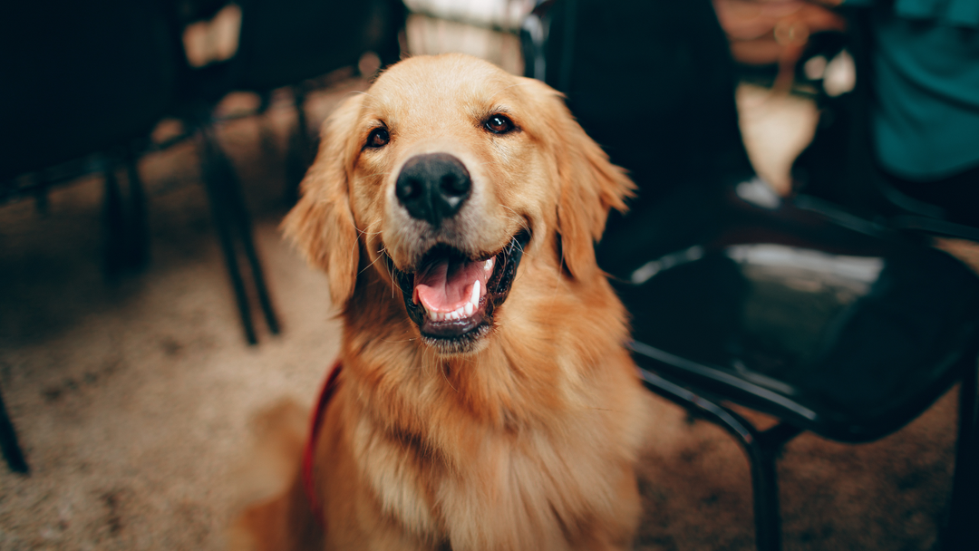 How Do You Identify and Manage Hip Dysplasia in Dogs?