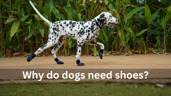 Why Do Dogs Need Shoes?