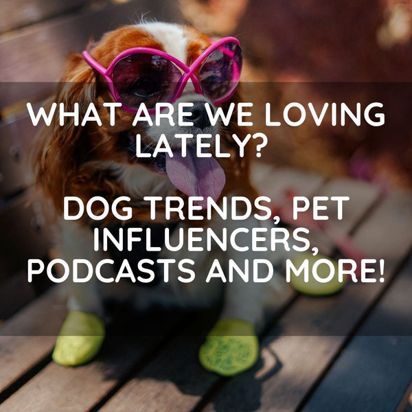 What are we loving lately? Dog trends, Pet influencers, Podcasts and more!