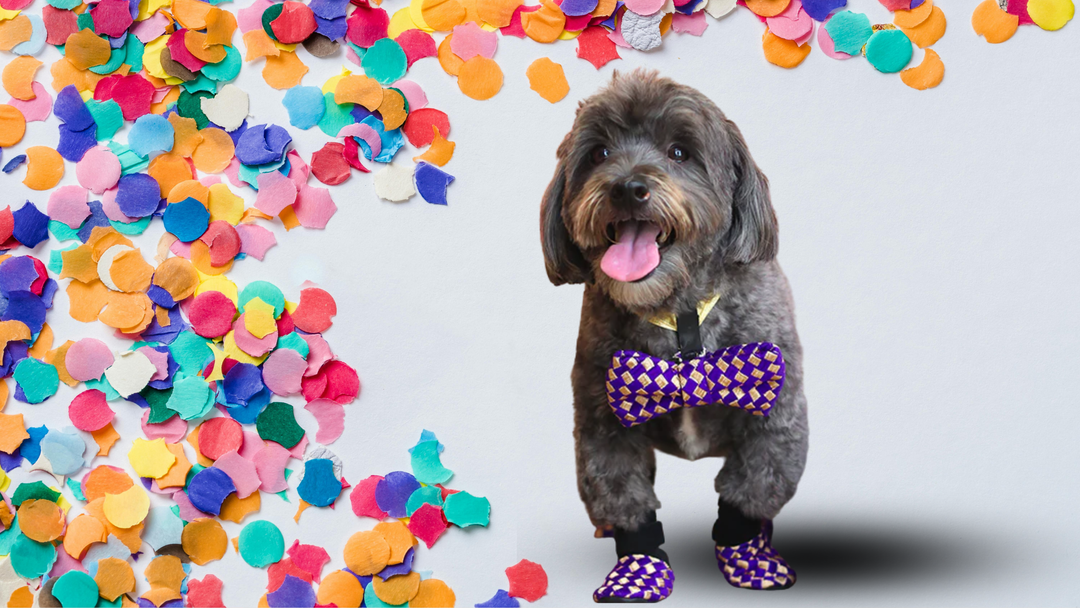 Festival Season Safety and Style with Zoof Ethnic Wear Dog Shoes