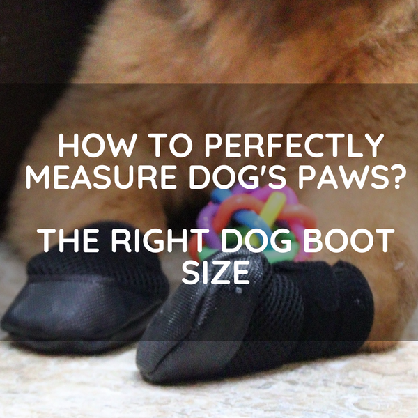How To Perfectly Measure Dog's Paws?- The Right Dog Boot Size!