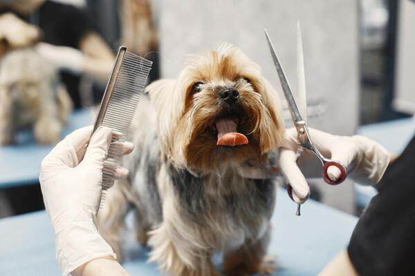 Top Dog Grooming Related Questions