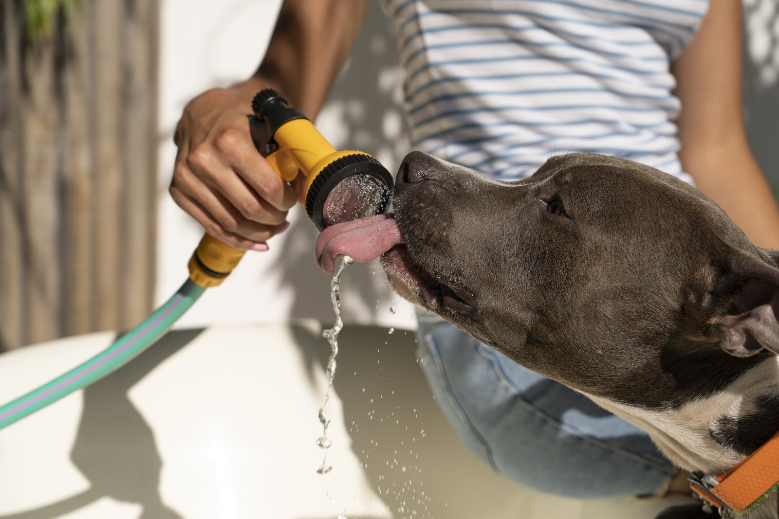Top 9: Dog Summer Walking Tips