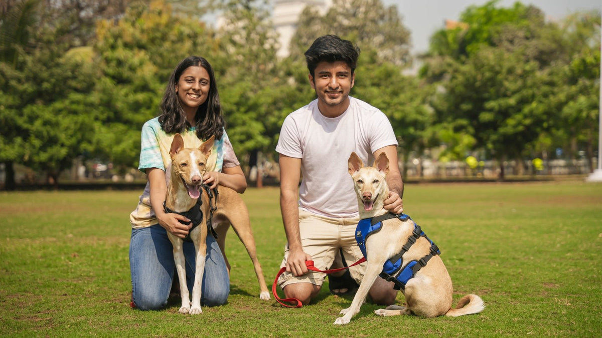 Buy Dog Essentials Like Dog Safety Belt & Harness | Zoof Pets